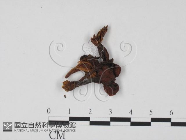 登錄號:F0021898藏品圖，第1張