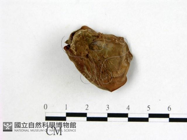 登錄號:F0001898藏品圖，第1張