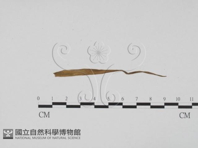 登錄號:F0011898藏品圖，第1張