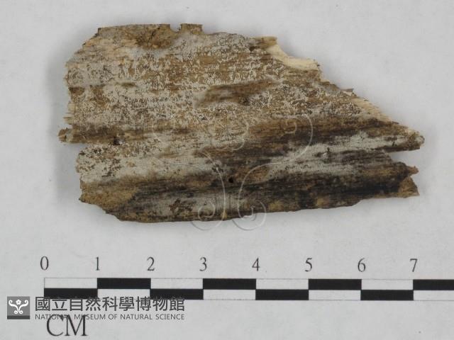 剛毛絲皮菌藏品圖，第1張