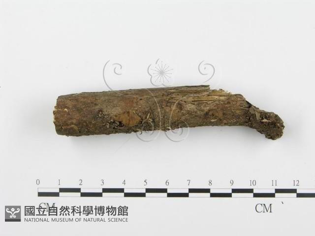 登錄號:F0004898藏品圖，第1張