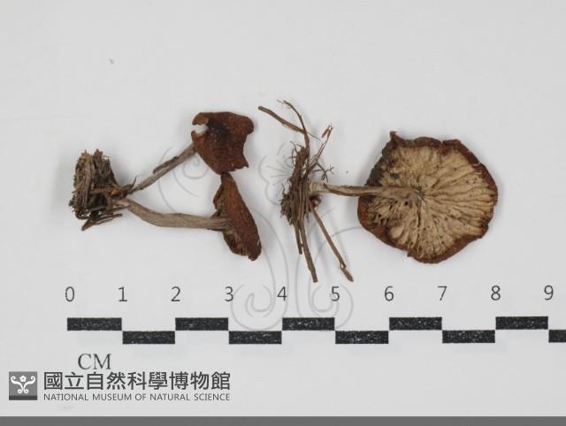 登錄號:F0034898藏品圖，第1張