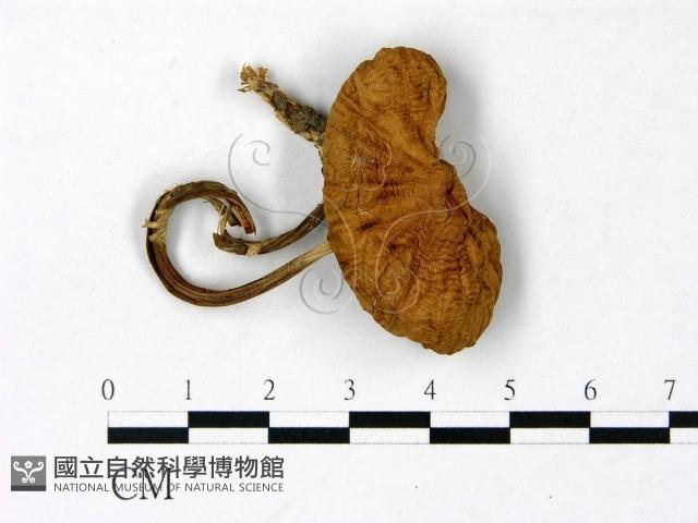 登錄號:F0022898藏品圖，第1張