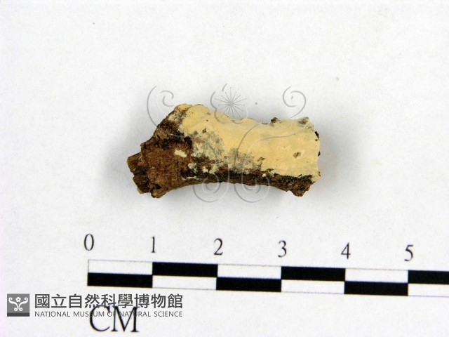 登錄號:F0002898藏品圖，第1張