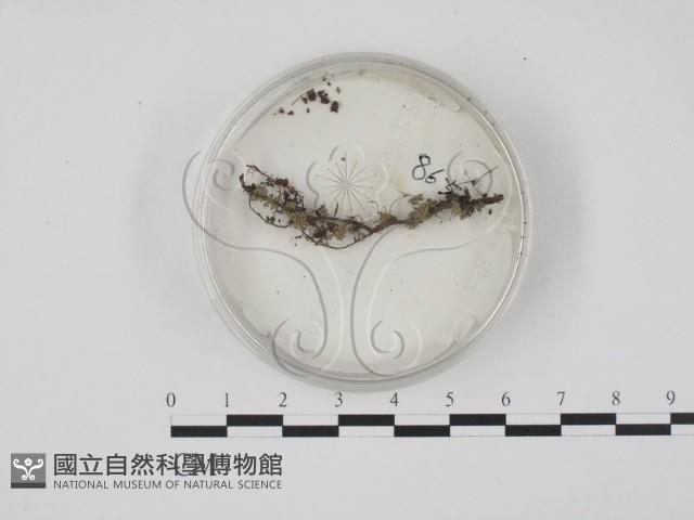 登錄號:F0012898藏品圖，第1張