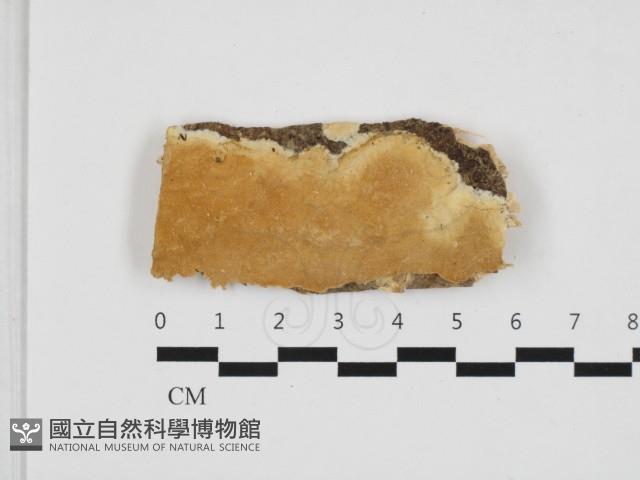 多年臥孔菌屬藏品圖，第1張