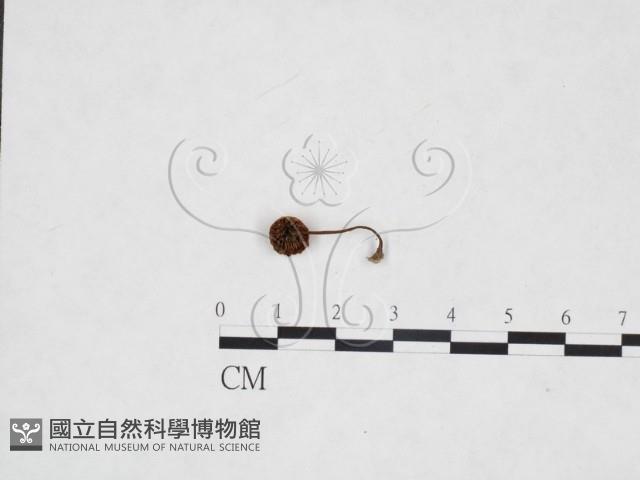 登錄號:F0025898藏品圖，第1張