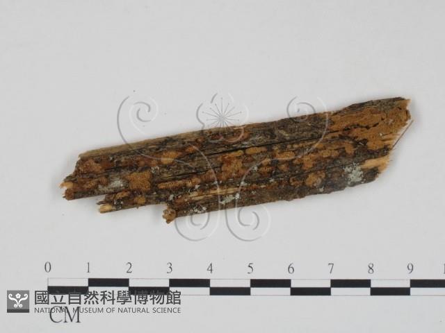 登錄號:F0005898藏品圖，第1張