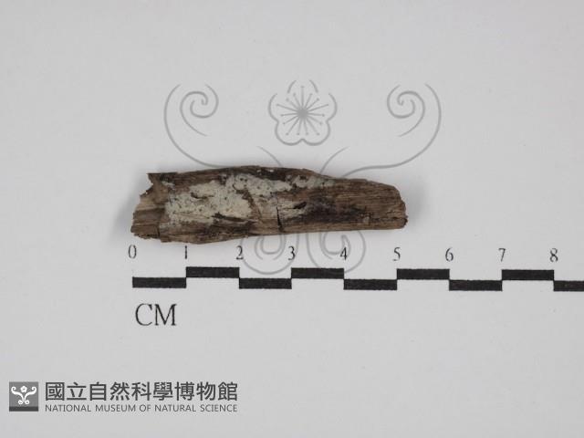登錄號:F0029898藏品圖，第1張