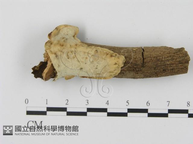 登錄號:F0009898藏品圖，第1張