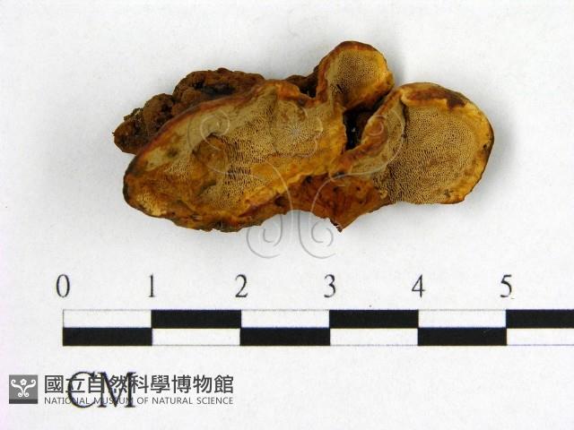 登錄號:F0019898藏品圖，第1張