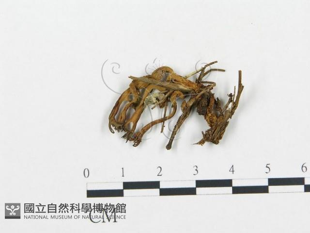 珊瑚菌屬藏品圖，第1張