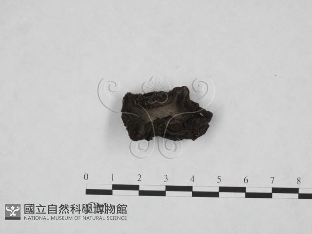登錄號:F0013898藏品圖，第1張