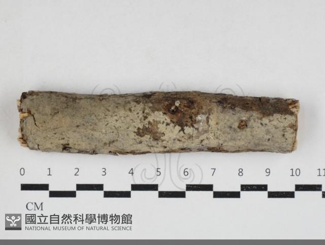 刺皮菌屬藏品圖，第1張