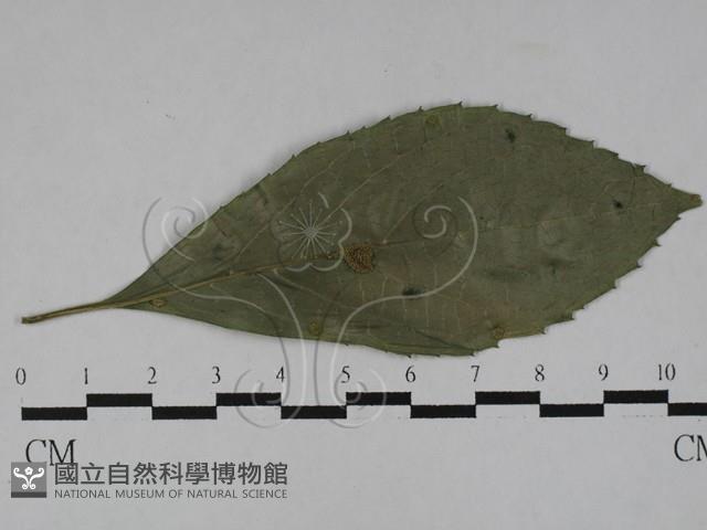 登錄號:F0028998藏品圖，第1張