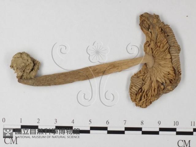 登錄號:F0010998藏品圖，第1張