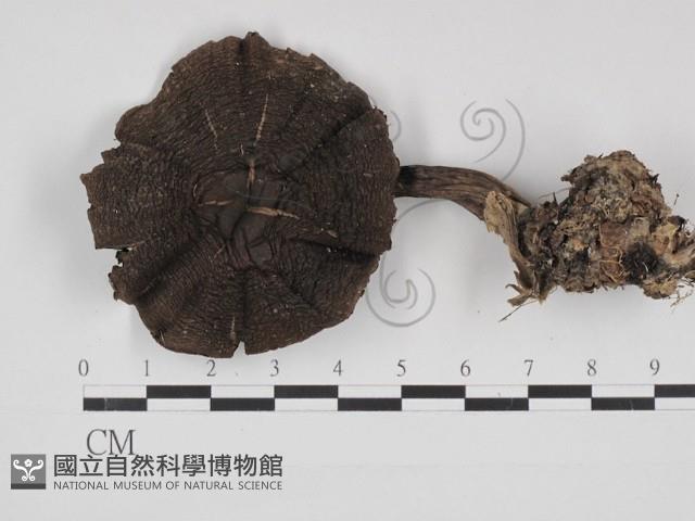 登錄號:F0030998藏品圖，第1張