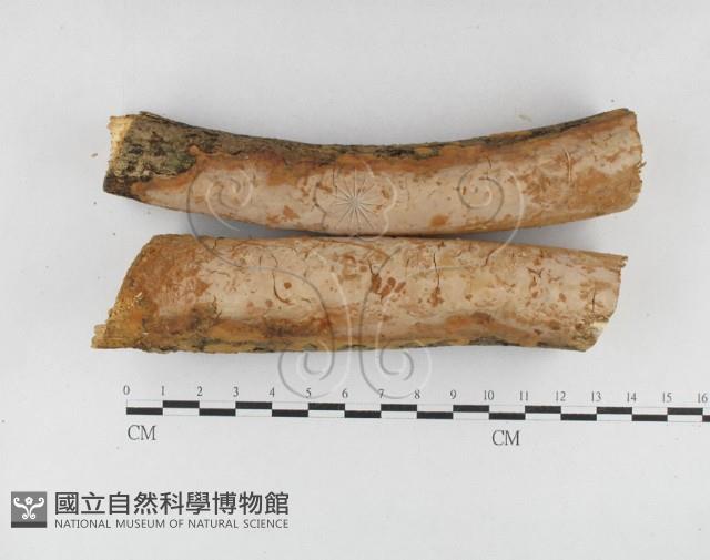 顯絲菌屬藏品圖，第1張