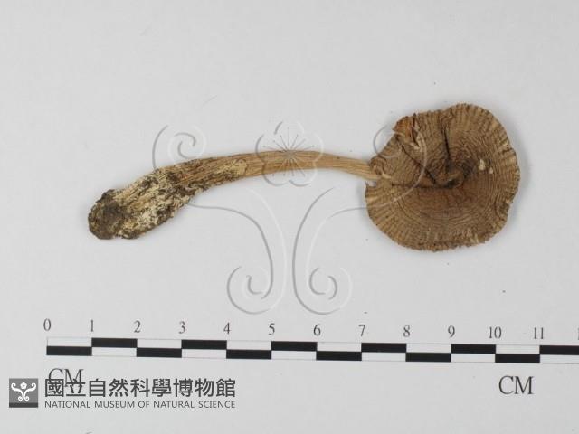 鵝膏屬藏品圖，第1張