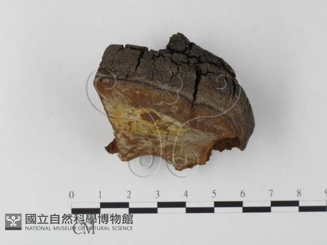 木層孔菌屬藏品圖，第1張