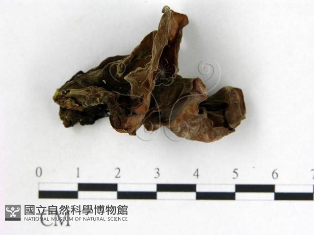 登錄號:F0001998藏品圖，第1張