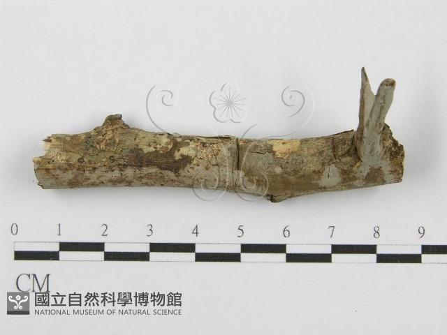 筍殼菌屬藏品圖，第1張