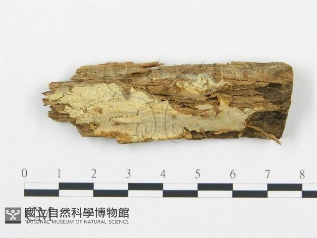 登錄號:F0004998藏品圖，第1張