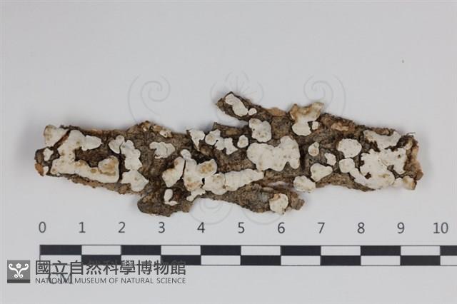 登錄號:F0034998藏品圖，第1張