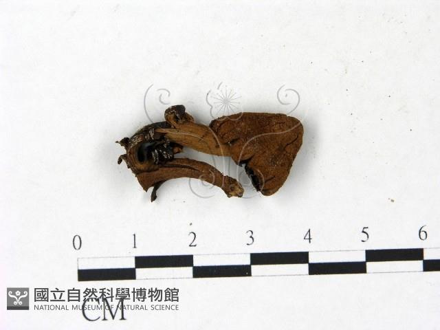 登錄號:F0022998藏品圖，第1張