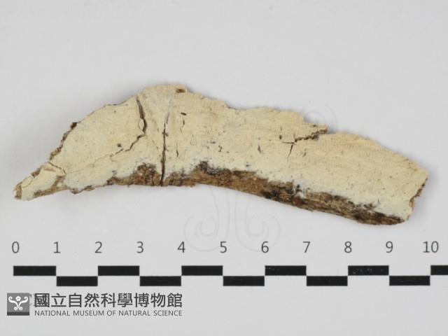 登錄號:F0032998藏品圖，第1張