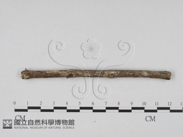 登錄號:F0007998藏品圖，第1張