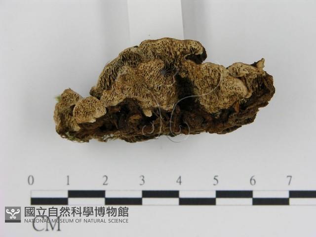 登錄號:F0005998藏品圖，第1張