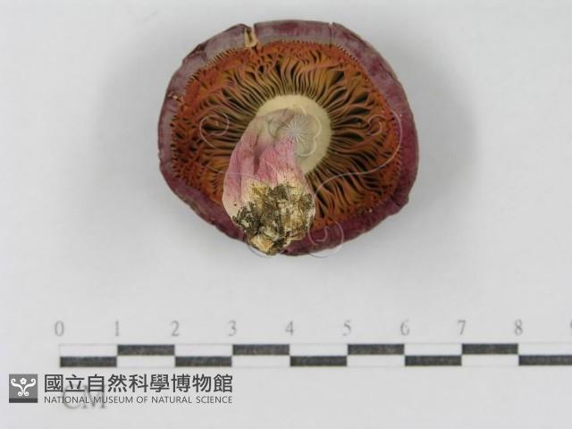 登錄號:F0015998藏品圖，第1張