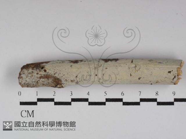 冇骨消絲齒菌藏品圖，第1張