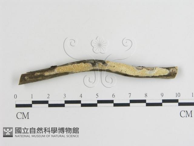 登錄號:F0019998藏品圖，第1張