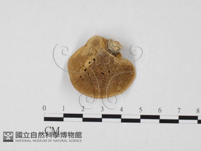 栓菌屬藏品圖，第1張