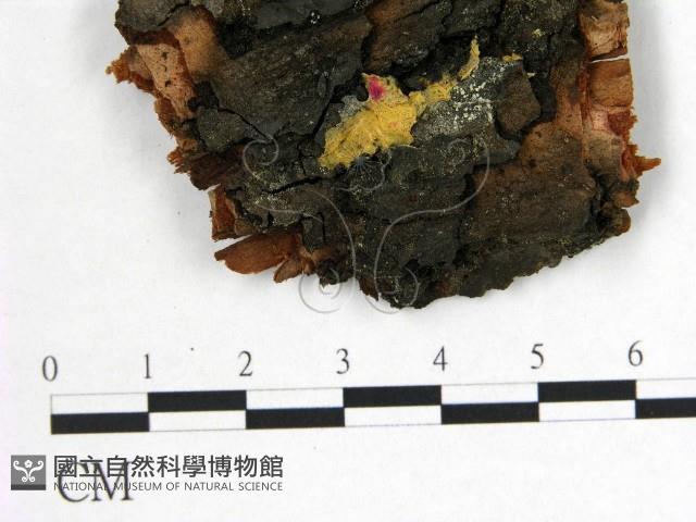 花耳屬藏品圖，第1張