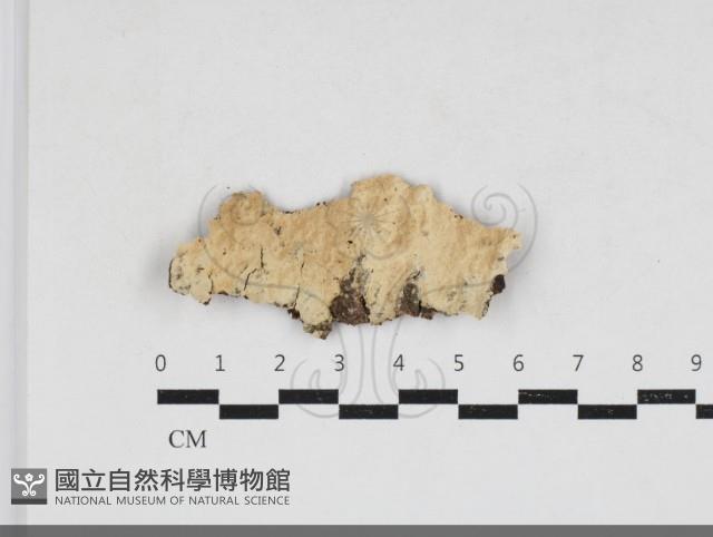 容氏菌屬藏品圖，第1張