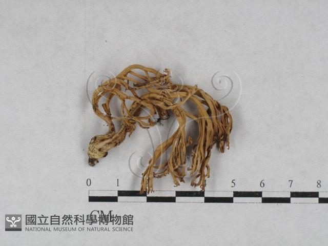 登錄號:F0028698藏品圖，第1張