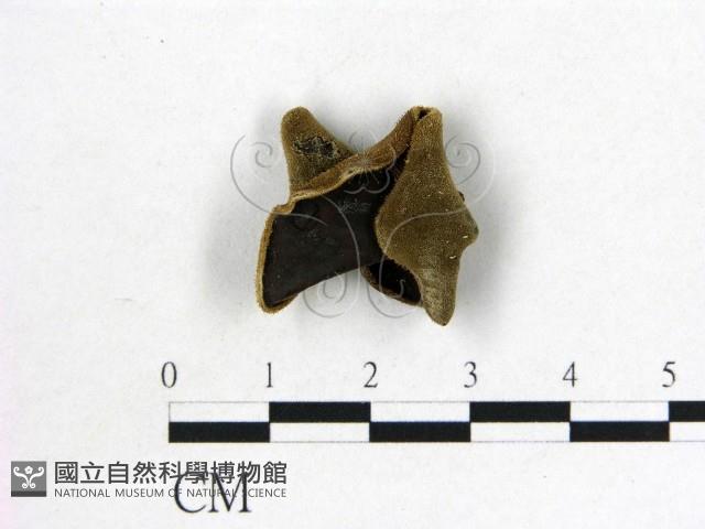毛木耳藏品圖，第1張