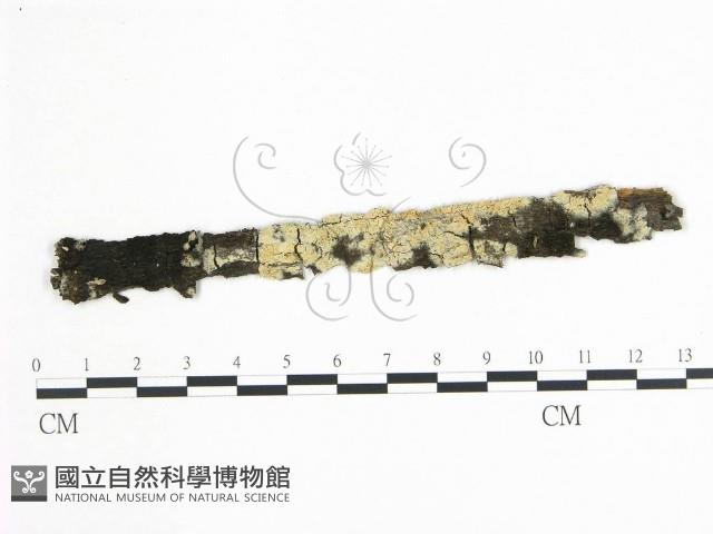 登錄號:F0018698藏品圖，第1張