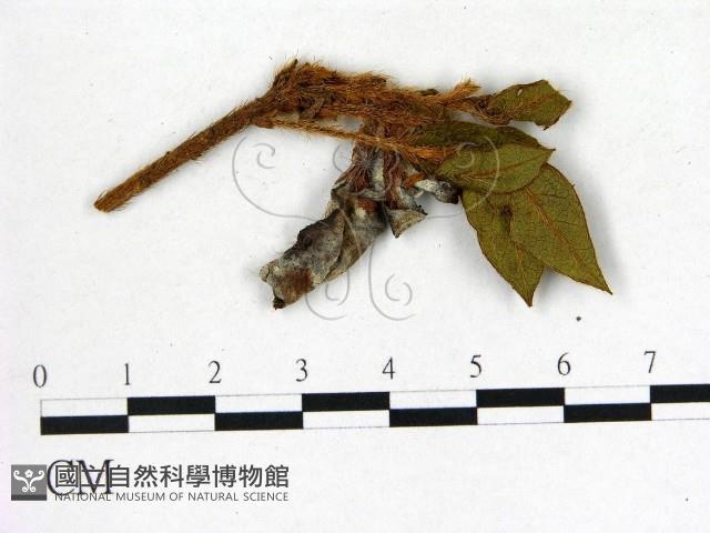 登錄號:F0020698藏品圖，第1張