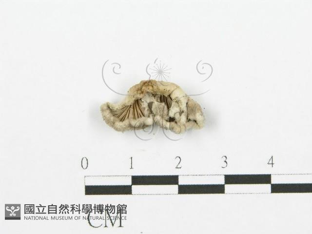裂褶菌藏品圖，第1張
