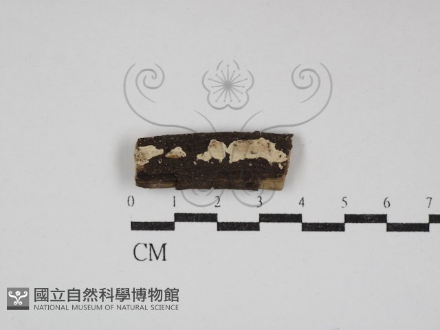 刺皮菌屬藏品圖，第1張