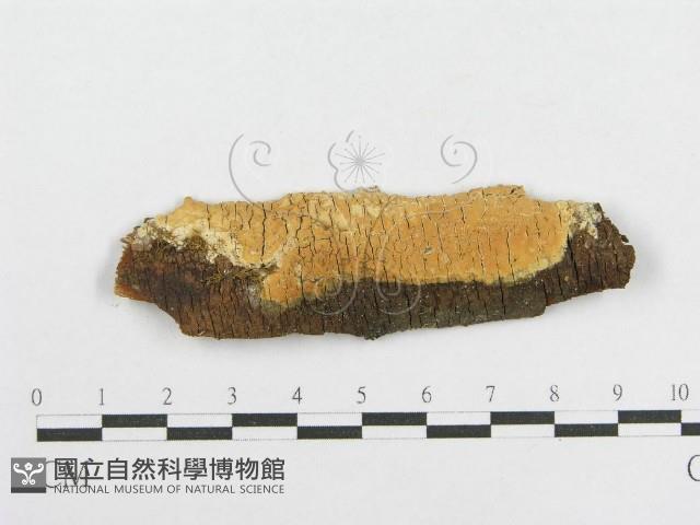 登錄號:F0016698藏品圖，第1張