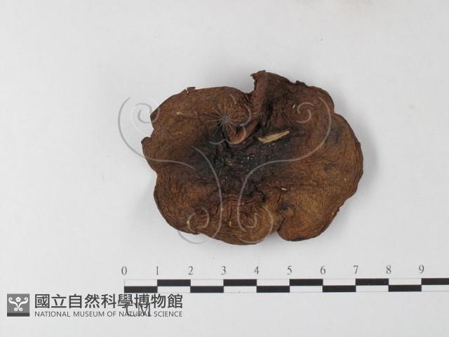 登錄號:F0001698藏品圖，第1張