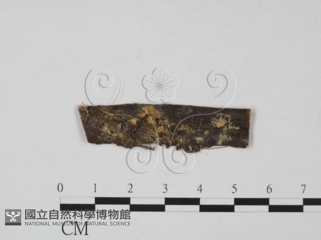 登錄號:F0011698藏品圖，第1張