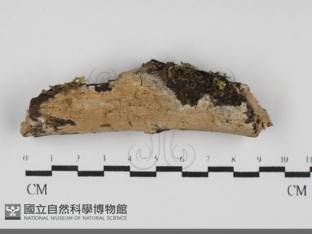 登錄號:F0031698藏品圖，第1張