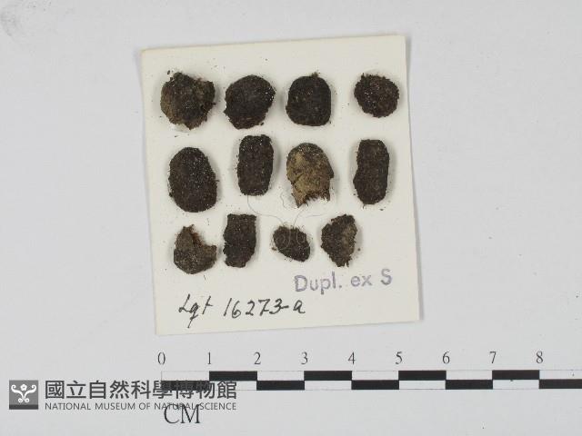 登錄號:F0004698藏品圖，第1張