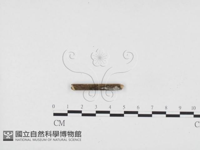 冇骨消絲齒菌藏品圖，第1張